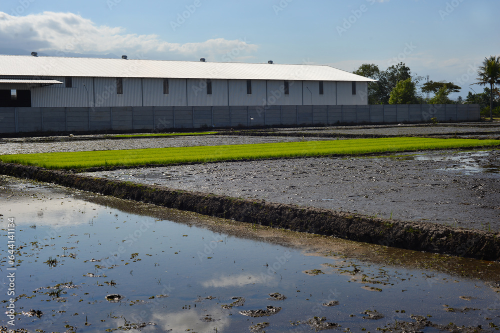 young rice plants in the rice fields next to the factory building