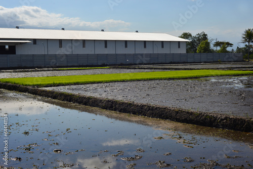 young rice plants in the rice fields next to the factory building