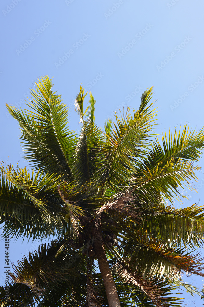 palm tree against sky palm tree against sky