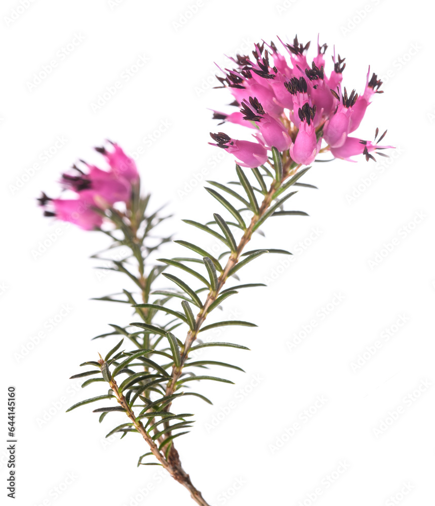 Naklejka premium Purple heather flowers