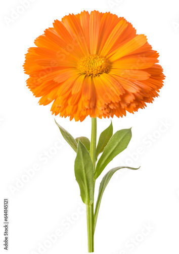 Fototapeta Naklejka Na Ścianę i Meble -  Marigold flower
