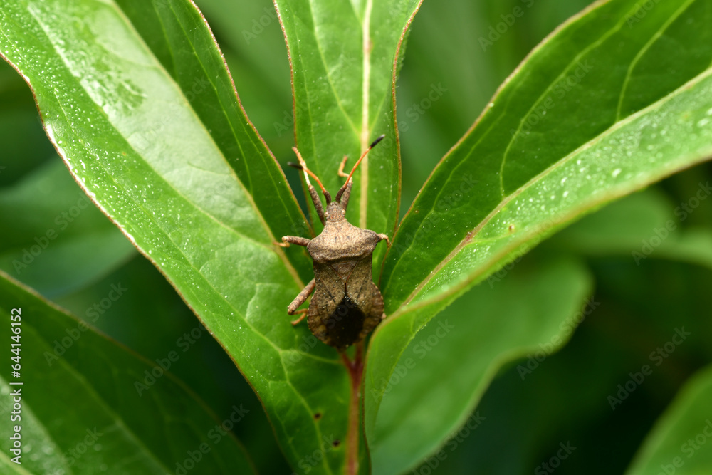 Squash bug Coreus marginatus. Dock bug Coreus marginatus on a green leaf of grass. Squash bug Coreus marginatus. Dock bug Coreus marginatus on a green leaf of grass.