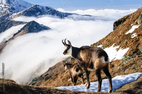 Obraz Spojrzenie przed ucieczką-kozice.