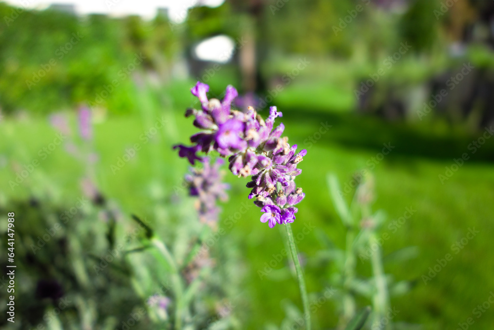 Detailshot of a Lavender flower Detailshot of a Lavender flower