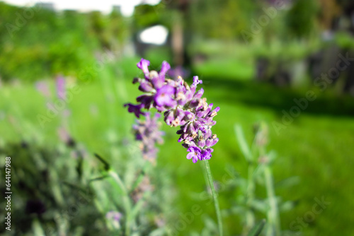 Detailshot of a Lavender flower 