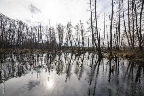 reflection of trees in the water