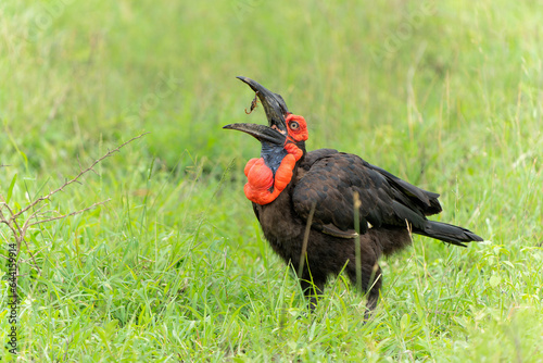 Southern Ground Hornbill (Bucorvus leadbeateri; formerly known as Bucorvus cafer) searching for food and eating a prey in Kruger National Park in thegreen season in South Africa