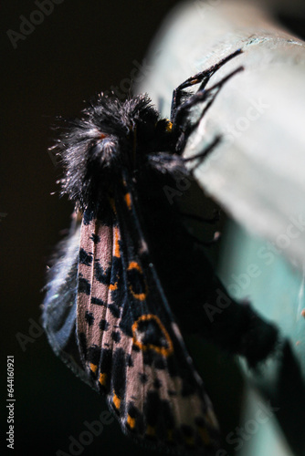Mariposa
