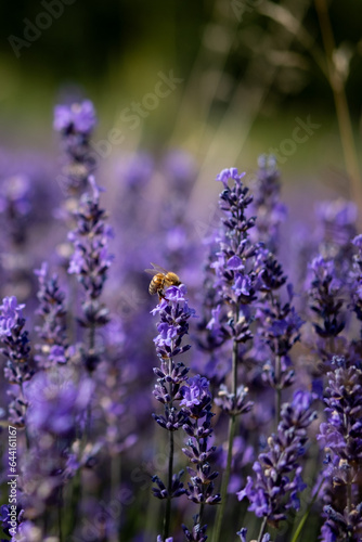 Photographie de fleurs de lavande sur lesquelles butine une abeille.