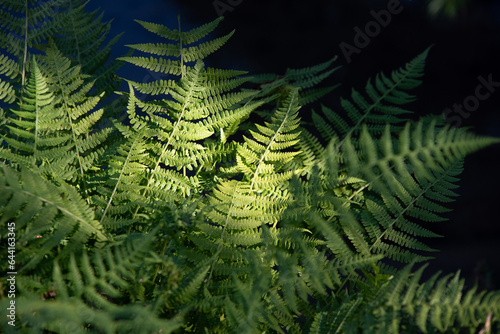 Ferns in the glimmer of light