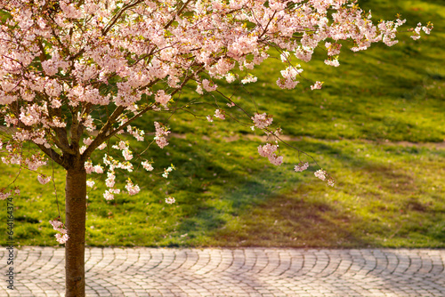Blooming sakura tree in the park (Pilsen)