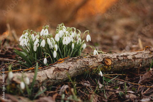 blooming snowdrops in the forest
