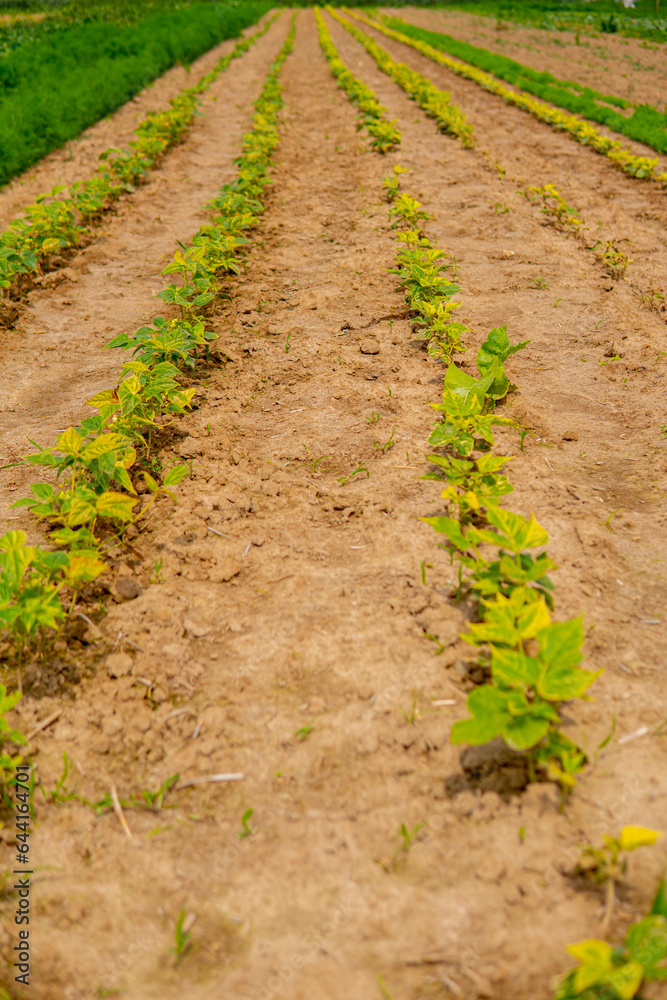 string bean growing in the field in straight rows string bean growing in the field in straight rows