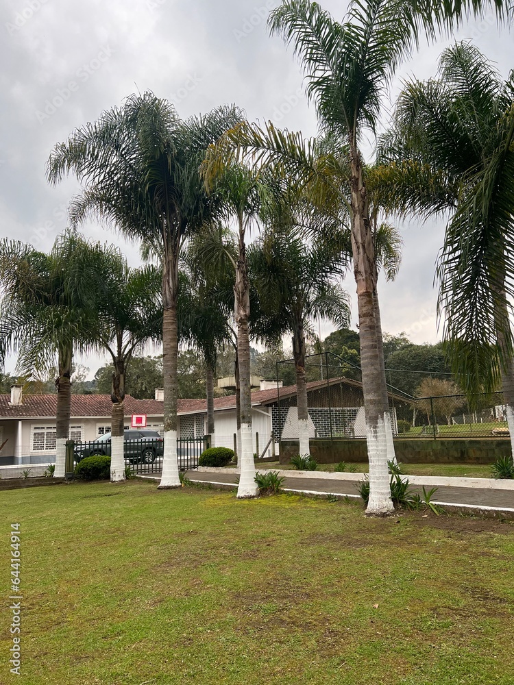 Obraz premium palm trees in the field