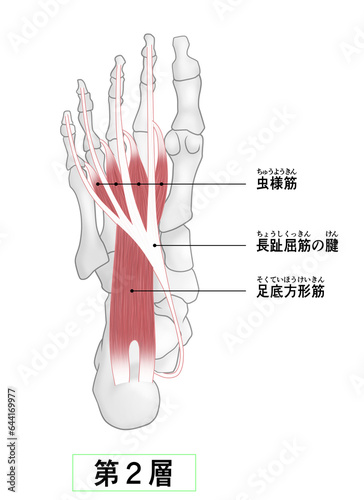 足裏の骨と筋肉のシンプルなイラスト photo