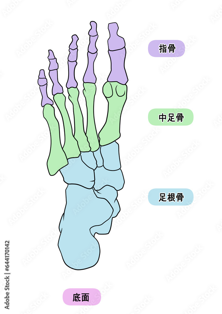 Fototapeta premium シンプルな足裏の骨のイラスト