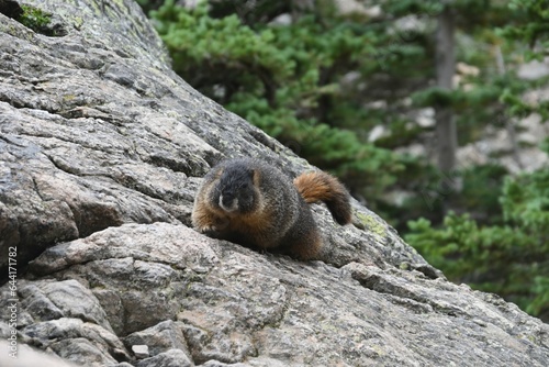 marmot on the rocks