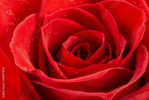 A close-up image of red rose with water drops