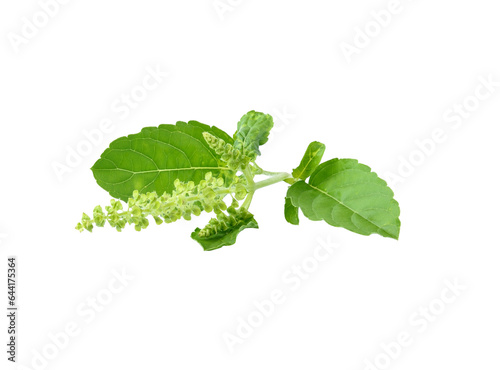 Holy basil or tulsi leaves transparent png