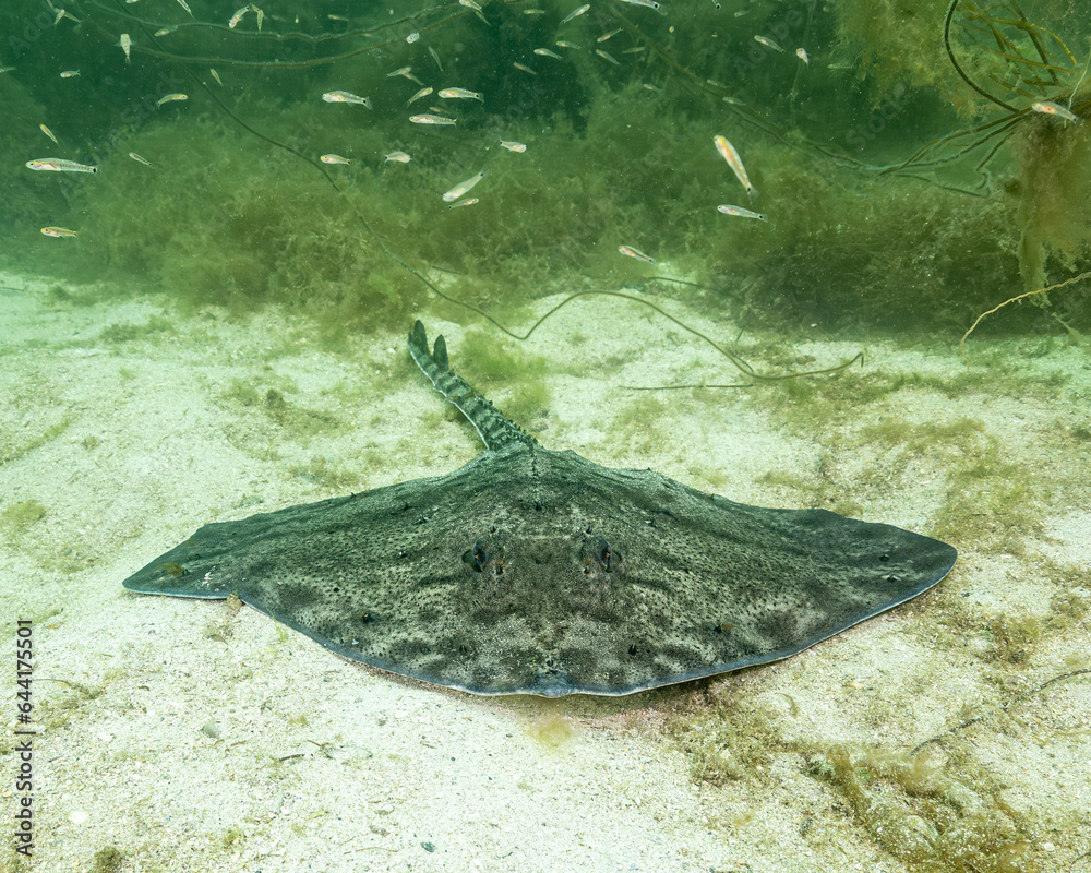 Thornback Ray in shallow water at the west coast of Norway Stock Photo