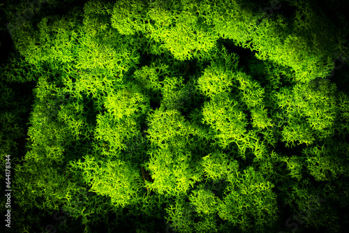 Wallpaper Mural beautiful moss reindeer interior decoration Torontodigital.ca