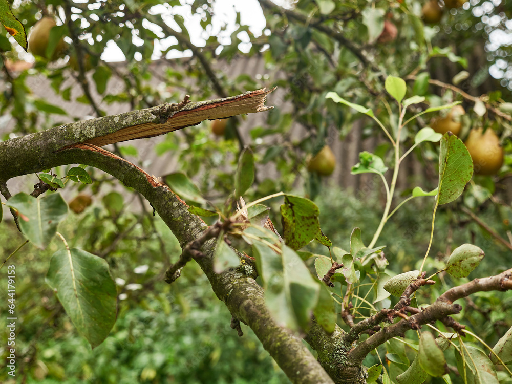 A gardener examines a broken branch of a pear tree. The storm damaged the orchard. A gardener examines a broken branch of a pear tree. The storm damaged the orchard.