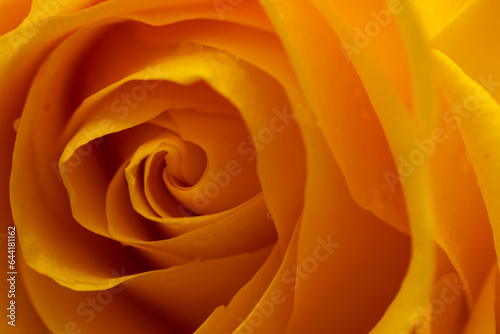 yellow rose macro © KirKam