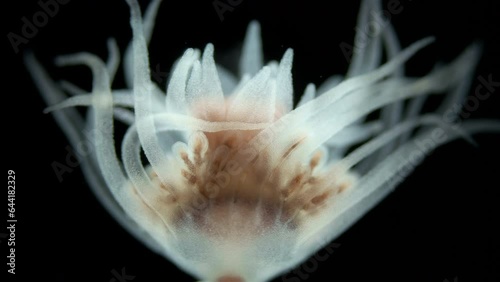 Hydrozoa Ectopleura larynx under a microscope, family Tubulariidae. it is seen Gonophores and tentacle close-up. White Sea photo