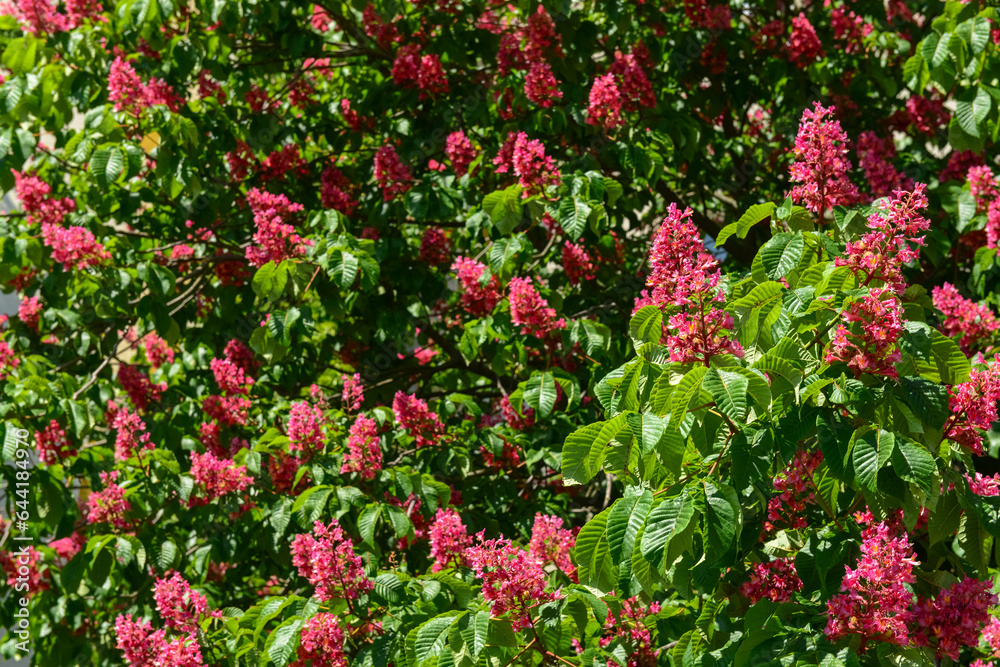 Red horse-chestnut tree with blooming flowers outdoors, closeup