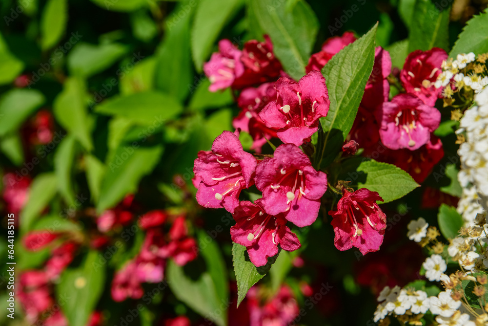Obraz premium Beautiful red flowers blooming on sunny day, closeup