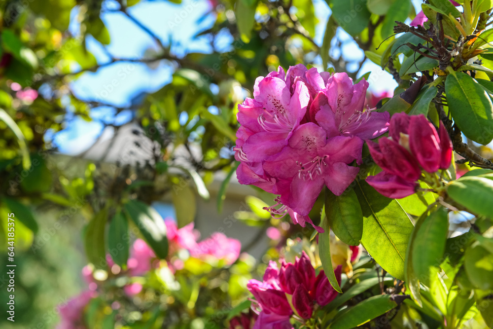 Tree with beautiful pink flowers outdoors, closeup Tree with beautiful pink flowers outdoors, closeup