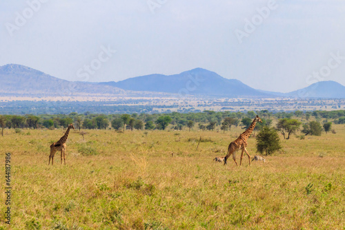 Pair of giraffes in savanna in Serengeti national park in Tanzania. Wild nature of Tanzania  East Africa