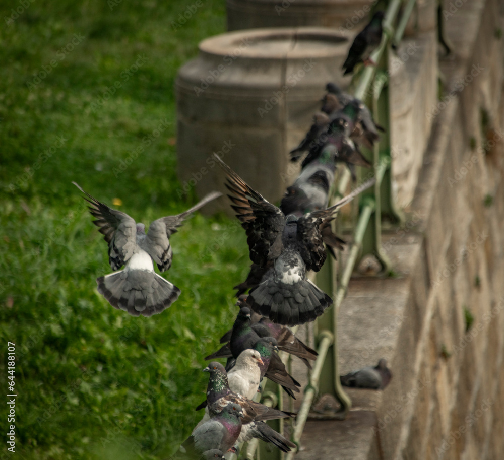 Pigeon birds near stone wall and green fence in morning capital Wien