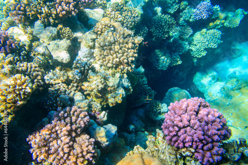 Coral reef in the Red sea in Ras Mohammed national park. Sinai peninsula in Egypt