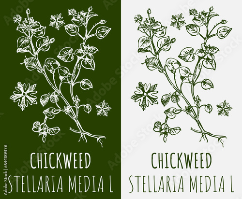 Drawings CHICKWEED. Hand drawn illustration. Latin name STELLARIA MEDIA L.