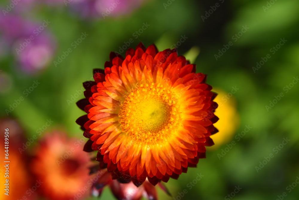Red and yellow flowers on a background of green foliage. Helichrysum orientale. Beautiful bright flowers and background blur. Red and yellow flowers on a background of green foliage. Helichrysum orientale. Beautiful bright flowers and background blur.