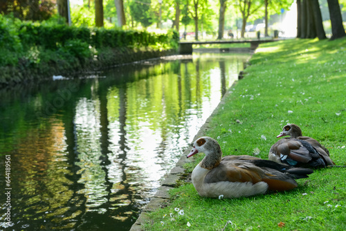 View of ducks on green gras...