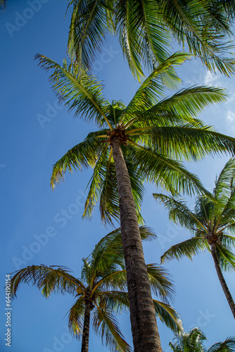 Altos coqueiros em meio ao céu de praia limpo e azul no Brasil