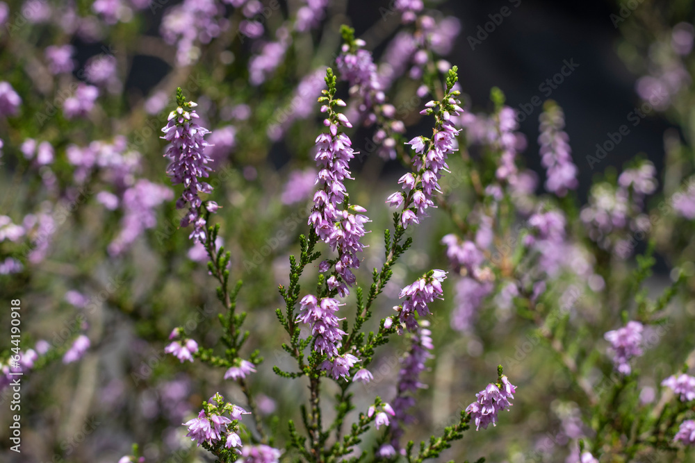 Blühende Heide