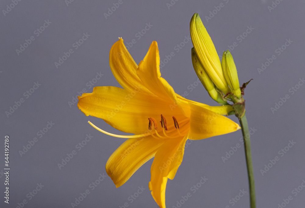 Obraz premium Close up of a beautiful yellow flower of a daylily or lily on gray background, hemerocallidoideae 