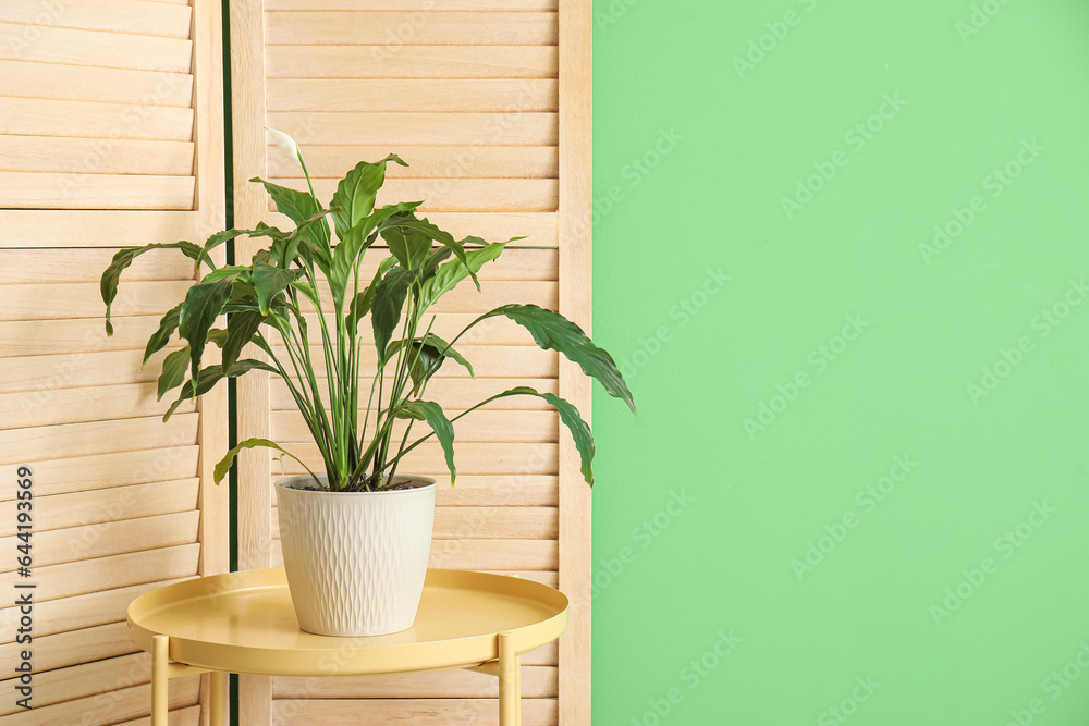 Beautiful houseplant on table and folding screen near green wall