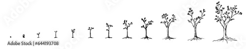 Growing tree drawing set - black pencil hand drawn illustration  transparent PNG 