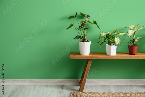 Houseplants on wooden bench near green wall in room