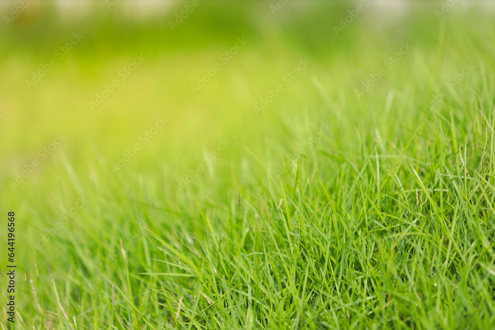 green grass texture. green grass texture.