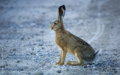 Brown Hare on the field, (Lepus Europaeus), the young hare.