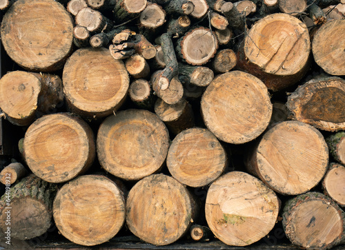 Many tree logs are piled up for processing. Deforestation. Wood texture.