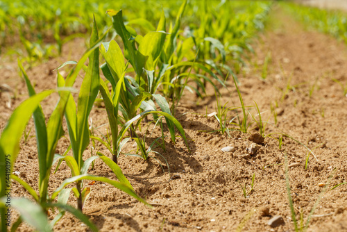 Green sprouts of corn in a cultivated agricultural field, low angle view.