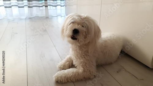 A cute little fluffy Maltese dog lying on the floor. Adorable pet at home