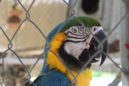 Parrot's In A Cage At A Bird Sanctuary 