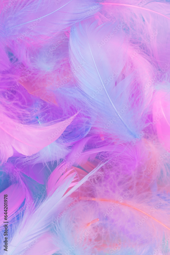 Colorful feather background, top view.